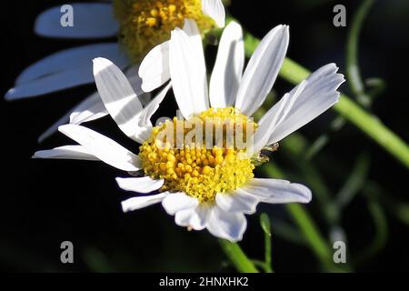 Macro di Chamomile senza paura una specie invasiva. Foto Stock