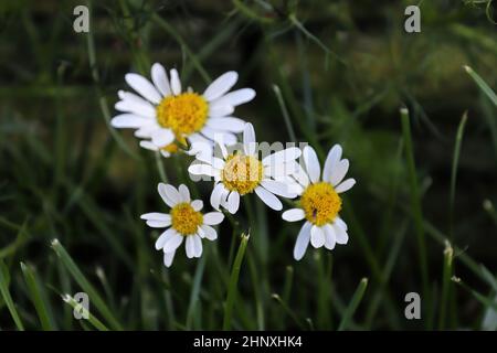 Primo piano di Chamomile senza profumo una specie invasiva. Foto Stock