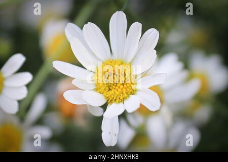 Macro di Chamomile senza paura una specie invasiva. Foto Stock