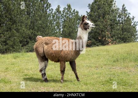 Una grande Llama si trova in un campo erboso nel nord Idaho. Foto Stock