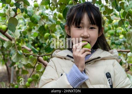 Una bambina che degusta le datteri verdi in un frutteto Foto Stock