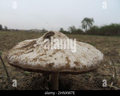 bel fungo oversize con un buon aspetto solitario in campagna Foto Stock