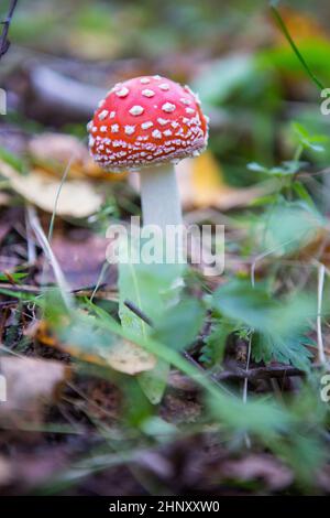 L'agarico del mosca non è soltanto il più famoso, ma anche il fungo più riconoscibile. Foto Stock