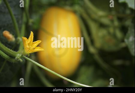 Melone coreano fiore su vite con Melone maturo in background. Azienda agricola biologica Foto Stock