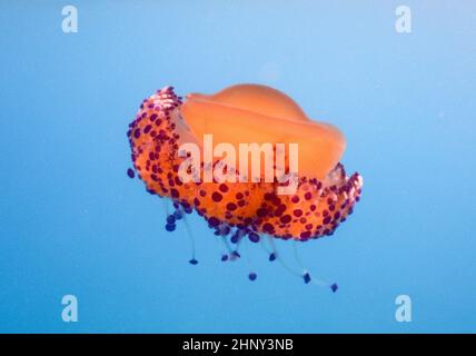 Cotylorhiza tuberculata conosciuta anche come gelatina mediterranea o meduse fritte all'uovo nel Mar Mediterraneo, Italia Foto Stock