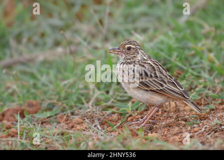 Oriental Skylark - Alauda gulgula, bellissimo uccello di canto dalle praterie asiatiche e prati, Sri Lanka. Foto Stock