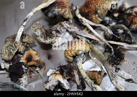 Magia essiccata con stampe di spore su foglio di stagno. Foto Stock