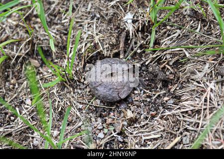 Una vecchia palla di palla che è stata incrinata aperta rilasciando le spore. Foto Stock