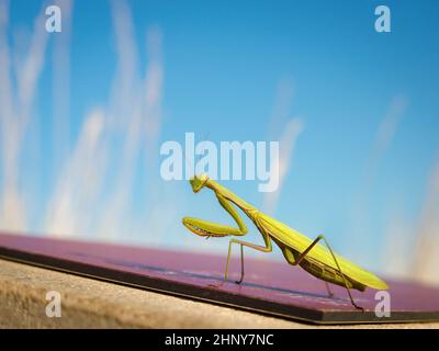 Pregare Mantis su una targhetta informativa Foto Stock