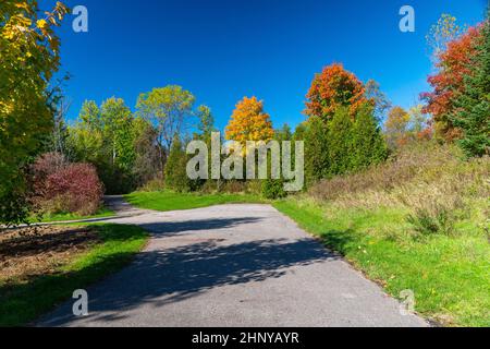 Un frammento di una strada con alberi dipinti in autunno colori entrando in una piccola foresta Foto Stock