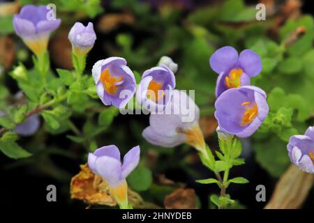 Fiori delicati viola e giallo su un issopo d'acqua. Foto Stock