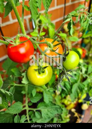 Alcuni grossi pomodori rossi e verdi su un cespuglio che cresce al muro di una casa. Concetto di agricoltura. Foto Stock