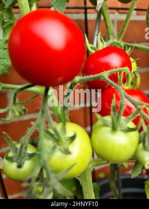 Alcuni grossi pomodori rossi e verdi su un cespuglio che cresce al muro di una casa. Concetto di agricoltura. Foto Stock