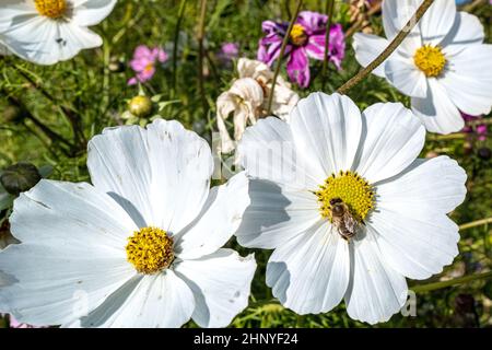 Un'ape trafficata sta visitando uno degli ultimi fiori nel caldo sole autunnale. Foto Stock