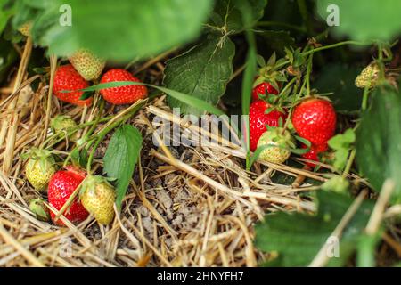 Coltivazione di fragole, paglia sul terreno, foglie e frutta - alcuni di loro ripe rosso, alcuni ancora acerbo. Foto Stock