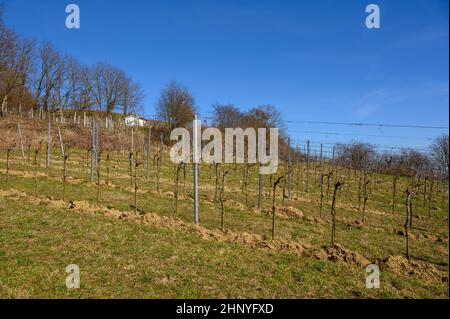 Un piccolo, ben curato vigneto in tardo inverno quando il tempo è soleggiato. Foto Stock