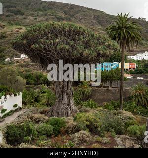Famoso albero di drago (El Drago Milenario) - Icod de los Vinos, Tenerife, Isole Canarie, Spagna Foto Stock
