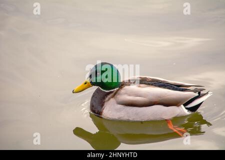 Mallard, Mallard, Mallard anatra - una specie di grande uccello d'acqua dal fami di anatra Foto Stock