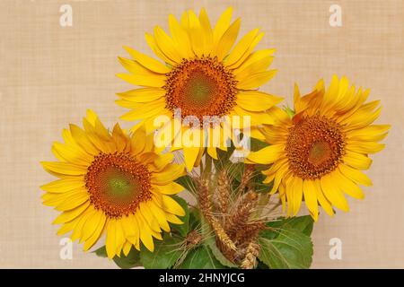 bouquet di girasoli su sfondo beige. Foto Stock