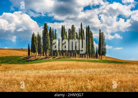 SAN QUIRICO D'ORCIA, ITALIA - 23 GIUGNO: Iconico gruppo di cipressi a San Quirico d'Orcia, provincia di Siena, Toscana, Italia, visto il 23 giugno 2019 Foto Stock