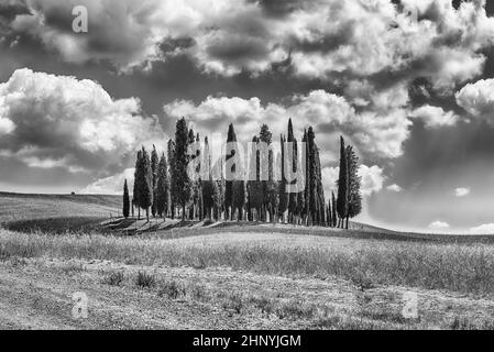 SAN QUIRICO D'ORCIA, ITALIA - 23 GIUGNO: Iconico gruppo di cipressi a San Quirico d'Orcia, provincia di Siena, Toscana, Italia, visto il 23 giugno 2019 Foto Stock