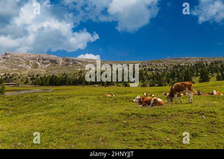 Bovini da latte fotografati nei pascoli montani delle Alpi italiane Foto Stock