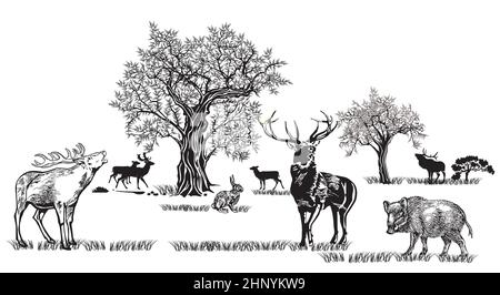 Cervi e altri animali selvatici in natura, illustrazione isolata su sfondo bianco Illustrazione Vettoriale