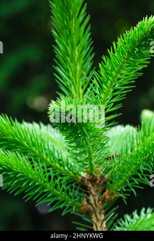 Primo piano di aghi giovani su un albero sempreverde di conifere. Fuoco selettivo in primo piano su un ramo di abete rosso con aghi giovani. Foto Stock