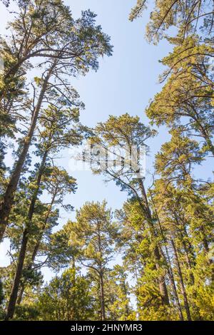 Le cime degli alberi e tronchi di alberi visto da sotto. Table Mountain Parchi Nazionali a Cape Town, Sud Africa. Foto Stock