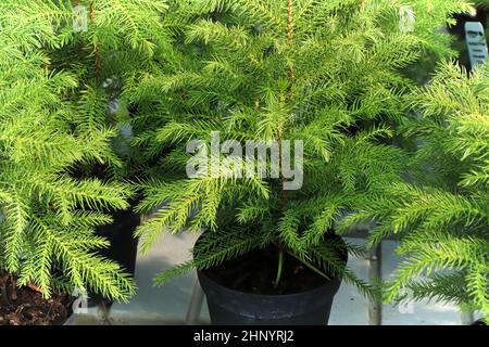 Primo piano di una pianta verde in vaso di pino norfolk. Foto Stock