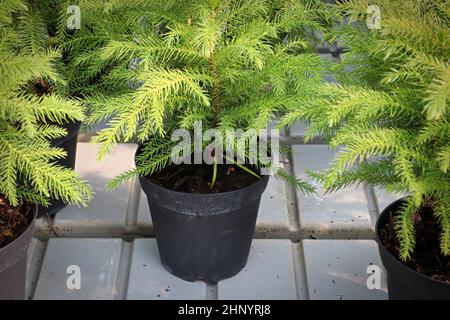 Primo piano di una pianta verde in vaso di pino norfolk. Foto Stock