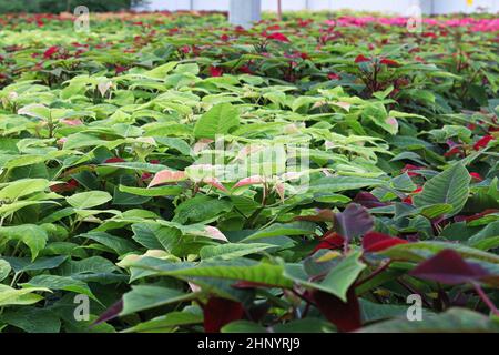 File di poinsettias che crescono in una serra prima di Natale. Foto Stock