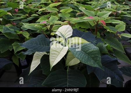 Una poinsettia verde che cambia colore in bianco. Foto Stock