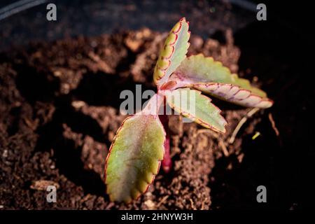 Piccola pianta succulenta recentemente germogliata con foglie verdi e toni rossastri Foto Stock
