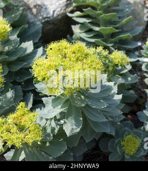 Rosenwurz, Rhodiola rosea ist eine wichtige Heilpflanze mit gelben und rosa Blueten deren Wurzeln genutzt werden. Radice di rosa, rosea di Rhodiola, è un imp Foto Stock