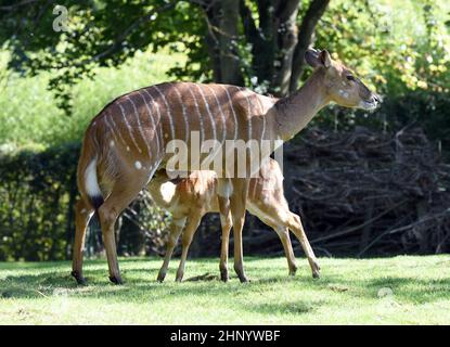Tiefland-Nyala ist eine Antipe die in Sued-Afrika lebt. Lowland nyala è un'antilope che vive in Sudafrica. Foto Stock