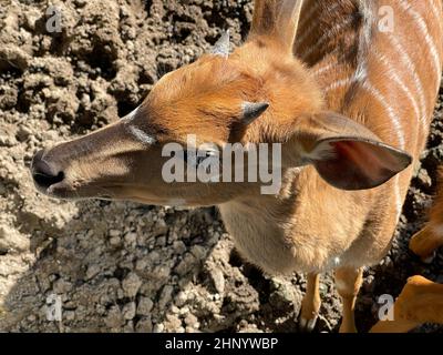 Tiefland-Nyala ist eine Antipe die in Sued-Afrika lebt. Lowland nyala è un'antilope che vive in Sudafrica. Foto Stock