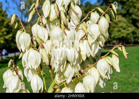 Molti delicati fiori bianchi della pianta di Yucca filamentosa, comunemente conosciuta come ago e filo di Adamo, in un giardino in una giornata estiva soleggiata, bellissimo outdo Foto Stock