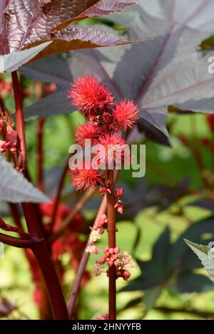 L'olio di ricino, Ricinus communis, è una pianta velenosa e medicinale con fiori rossi e fagioli velenosi. Foto Stock