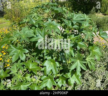 L'olio di ricino, Ricinus communis, è una pianta velenosa e medicinale con fiori rossi e fagioli velenosi. Foto Stock