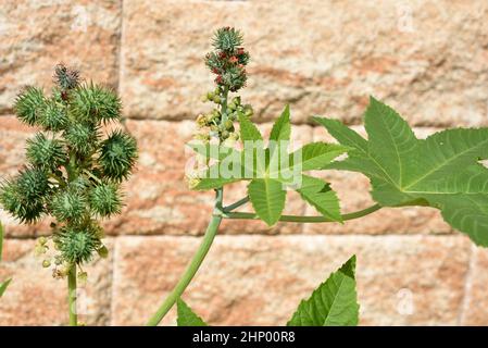 L'olio di ricino, Ricinus communis, è una pianta velenosa e medicinale con fiori rossi e fagioli velenosi. Foto Stock