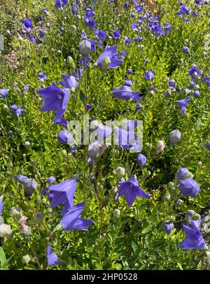 Fiore di palloncino, Platycodon grandiflorum è un attraente fiore ornamentale con bellissimi fiori blu. Foto Stock