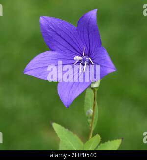 Fiore di palloncino, Platycodon grandiflorum è un attraente fiore ornamentale con bellissimi fiori blu. Foto Stock