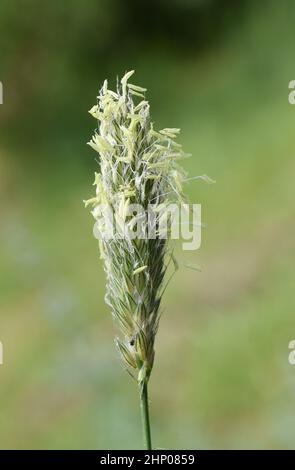 Alopecurus pratensis prato foxtail erba fioritura rilascio di polline Foto Stock