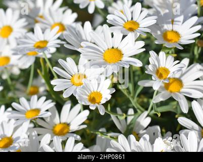 Primo piano su fiori di marguerite bianchi Foto Stock