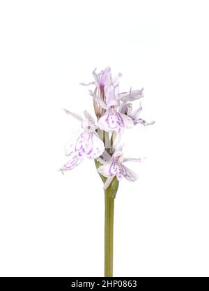 Primo piano sui fiori di brughiera maculata orchidea Dactylorhiza su sfondo bianco Foto Stock