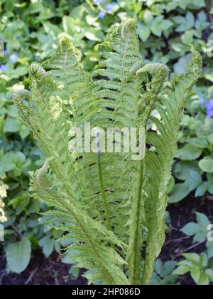 Struzzo fern Matteuccia struthiopteris rolling out foglie in primavera Foto Stock