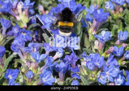 Grande terra Bumblebee, Bumblebee dalla coda di Buff, Bombus terrestris Bumblebee sui fiori Lithodora diffusa Heavenly Blue Foto Stock