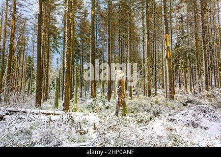 La foresta d'argento morente e nevicato in abeti morti e paesaggio a Brocken montagna in Harz Wernigerode Germania montagne Foto Stock