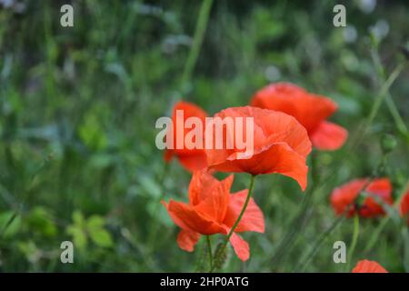 papaveri in campo, suffolk, inghilterra Foto Stock